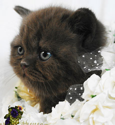 kitten foto Cover Girl