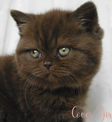 kitten foto Cover Girl