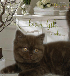 kitten foto Cover Girl