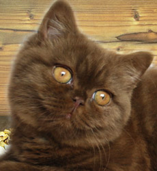 kitten foto Cover Girl