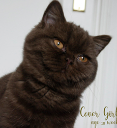 kitten foto Cover Girl