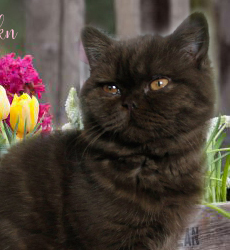 kitten foto Cover Girl