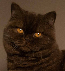 kitten foto Cover Girl