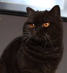 kitten foto Cover Girl