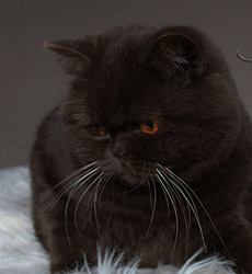 kitten foto Cover Girl