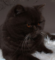 kitten foto Cover Girl