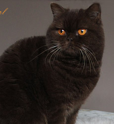 kitten foto Cover Girl