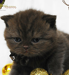 kitten foto Cover Girl