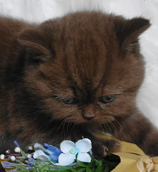 kitten foto Cover Girl