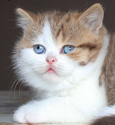 kitten fotos Golden Flame