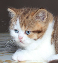 kitten fotos Golden Flame