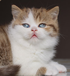 kitten fotos Golden Flame