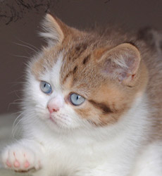 kitten fotos Golden Flame