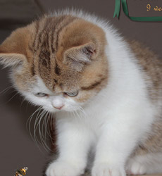 kitten fotos Golden Flame