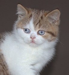 kitten fotos Golden Flame