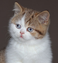 kitten fotos Golden Flame