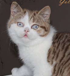kitten fotos Golden Flame