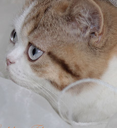 kitten fotos Golden Flame