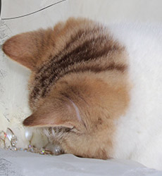 kitten fotos Golden Flame