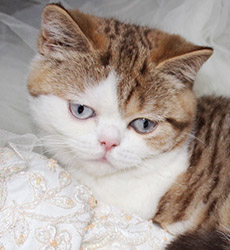 kitten fotos Golden Flame