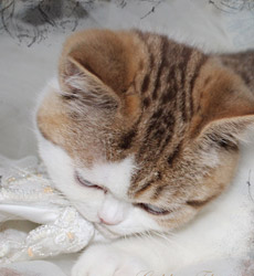 kitten fotos Golden Flame