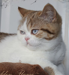kitten fotos Golden Flame