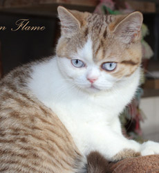 kitten fotos Golden Flame