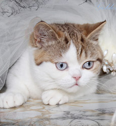 kitten fotos Golden Flame