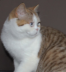 kitten fotos Golden Flame