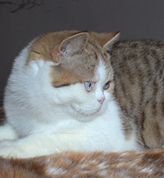 kitten fotos Golden Flame