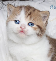 kitten fotos Golden Flame