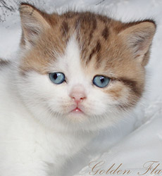 kitten fotos Golden Flame