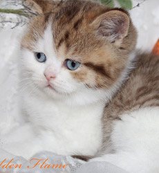 kitten fotos Golden Flame