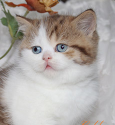 kitten fotos Golden Flame