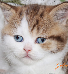 kitten fotos Golden Flame