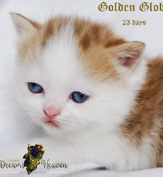 kitten fotos Golden Globe