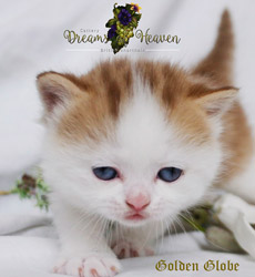 kitten fotos Golden Globe