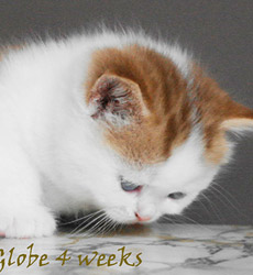 kitten fotos Golden Globe