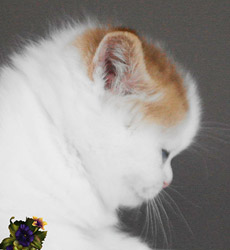 kitten fotos Golden Globe