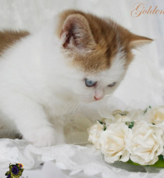 kitten fotos Golden Globe