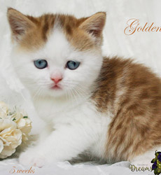 kitten fotos Golden Globe