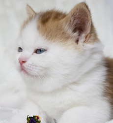 kitten fotos Golden Globe