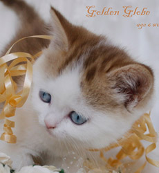 kitten fotos Golden Globe