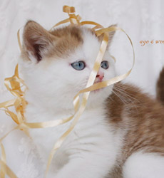 kitten fotos Golden Globe