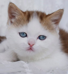 kitten fotos Golden Globe