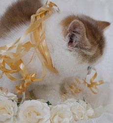 kitten fotos Golden Globe