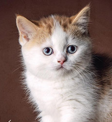 kitten fotos Golden Globbe