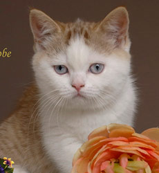 kitten fotos Golden Globe