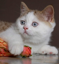 kitten fotos Golden Globe