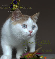 kitten fotos Golden Globbe